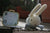 The Bunnyfish Toy